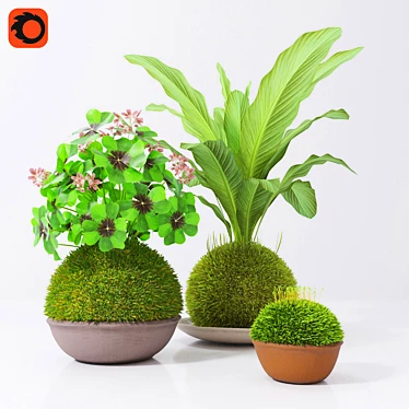 Kokedama Set