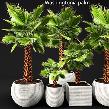 Washingtonia Palm Tree Set. 3D model image 1 