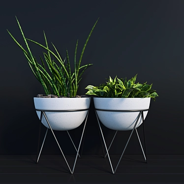 Sleek Sansevieria Set with Modern Stand 3D model image 1 