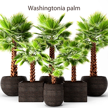 Washington Palm Tree Set 3D model image 1 