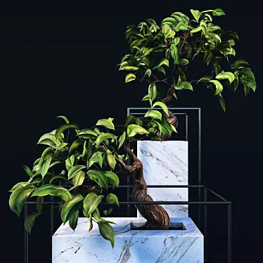  Exquisite Bonsai Tree - Realistic 3D Model 3D model image 1 