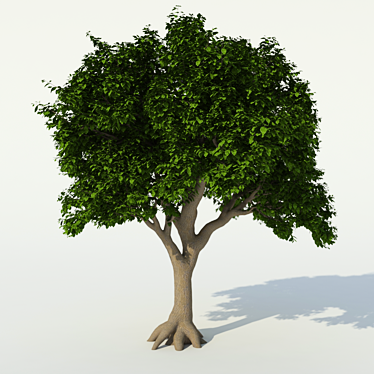 Exterior Tree: 3m Height, 2.8m Crown 3D model image 1 