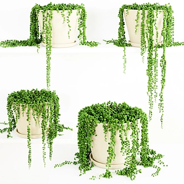 String Of Pearls Plant: Beautiful and Versatile 3D model image 1 