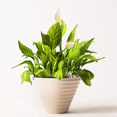 Detailed Spathiphyllum Plant Model 3D model image 1 