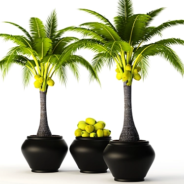 Tropical Coconut Palm Duo 3D model image 1 