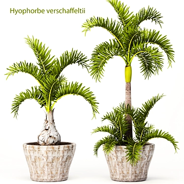 Exotic Palm Tree Trio Set 3D model image 1 