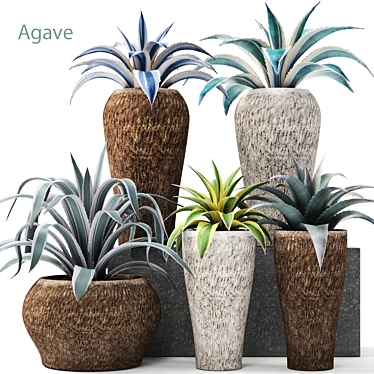 Natural Agave Collection 3D model image 1 