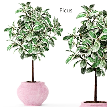 Elegant Ficus Tree: Beautiful, Low Maintenance 3D model image 1 