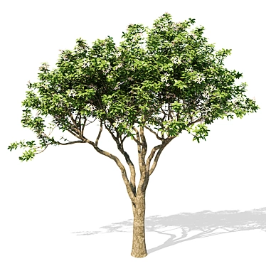 Elegant Magnolia Tree Model 3D model image 1 