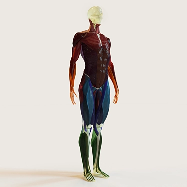 Complete Muscle & Skeleton Set 3D model image 1 