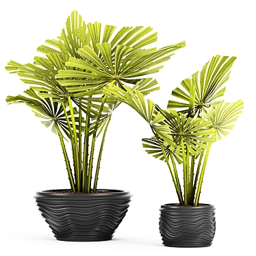 Exquisite Licuala Spinosa Palm 3D model image 1 