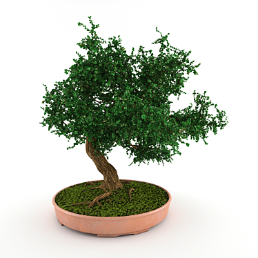 Elegant Bonsai in Pot 3D model image 1 