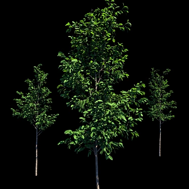 Growing Green: 2m Tall Tree Models 3D model image 1 