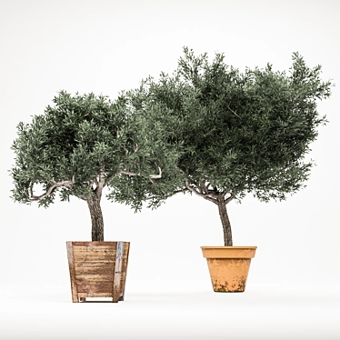 OliveTree: Green Oasis for Any Space 3D model image 1 