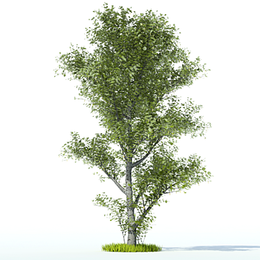 aspen Tree