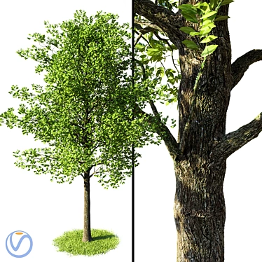 Natural Beech Tree Model 3D model image 1 