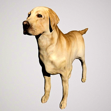 labrador dog