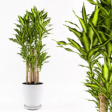 Mobile Dracaena Plant in Vase Stand 3D model image 1 