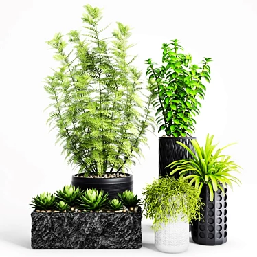 Exquisite Plants & Planters Set 3D model image 1 