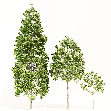 Populus Crowns: 3D Tree Models 3D model image 1 