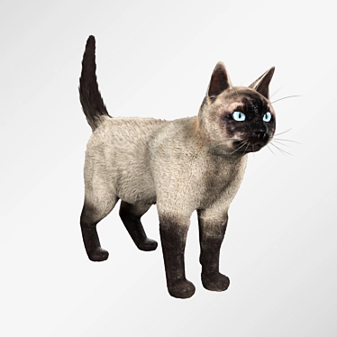 Siamese Cat Model with Hair and Textures 3D model image 1 