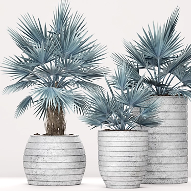Majestic Bismarckia Palm Tree 3D model image 1 