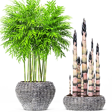 EcoGrowth Natural Bamboo Shoots 3D model image 1 