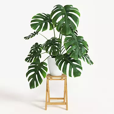 Exquisite Monstera Plant: 2013 Version 3D model image 1 