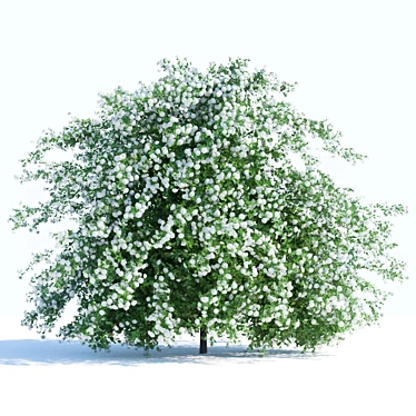  Blooming Spiraea Shrub 2 3D model image 1 