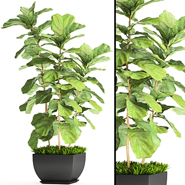 Lyrata Ficus: Elegant Indoor Plant 3D model image 1 