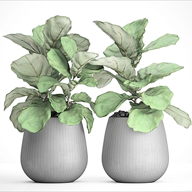 Ficus Lyrate Collection: 9 Varieties 3D model image 1 