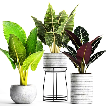 Tropical Pot Plant Collection 3D model image 1 