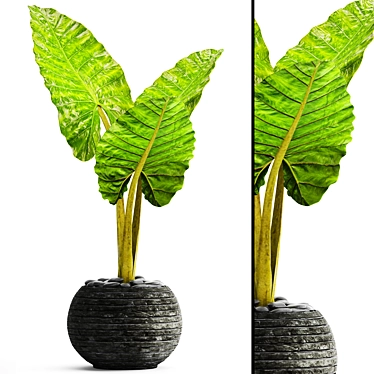 Tropical Elegance: Alocasia 3 3D model image 1 