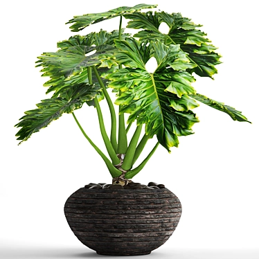 Tropical Beauty: Philodendron Plant 3D model image 1 