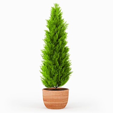 Thuja 2 - High-Poly 3D Plant 3D model image 1 