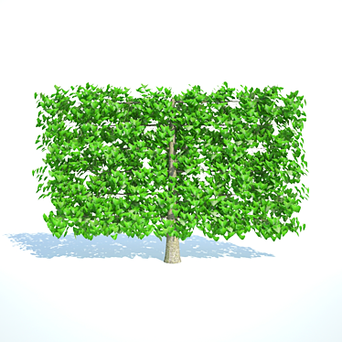 Small-Leaved Linden Trellis, 1.6m Height, 2.4m Width 3D model image 1 