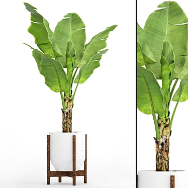 Tropical Paradise: Banana Palm in a Pot 3D model image 1 