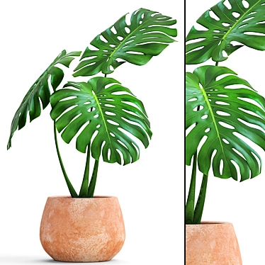 Tropical Dream Monstera: Exotic Beauty 3D model image 1 