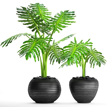 Tropical Plant Collection: Philodendron Selloum 3D model image 1 