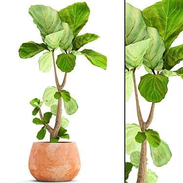 Lyrata Ficus: Stunning Indoor Plant 3D model image 1 