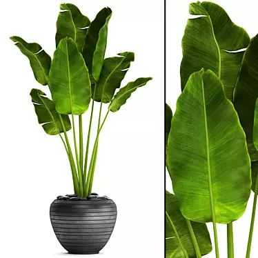 Tropical Delight: Banana Palm in Pot 3D model image 1 