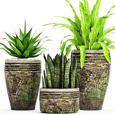 Variety of Potted Plants 3D model image 1 