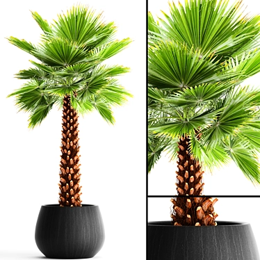 Yalta Fan Palm 3D model image 1 