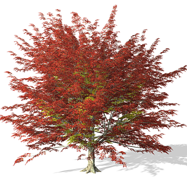 High-quality 3D Tree Model 3D model image 1 