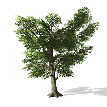 3D Tree Model - High Quality, Textured 3D model image 1 