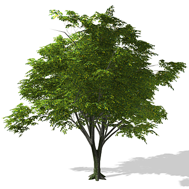 3D Tree Model - High Quality, Textured 3D model image 1 