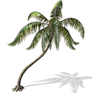 Tropical Palm Tree 3D Model 3D model image 1 