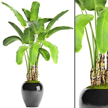 Tropical Bliss: Banana Palm in Pot 3D model image 1 