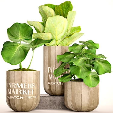 Tropical Ficus Collection in Pots 3D model image 1 