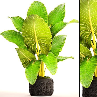 Lush Tropical Alocasia Macrorrhiza 3D model image 1 